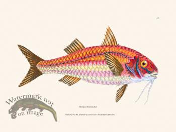 027 Striped Surmullet